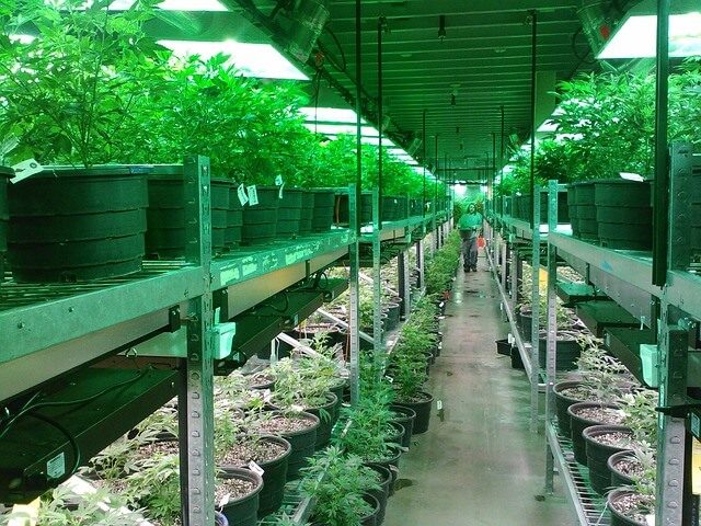 Cannabis Produktionslizenz Beschränkte Produktionslizenzen gehören zu den Risiken